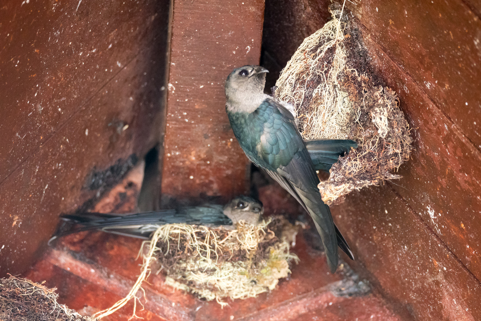 Bornean Swiftlet