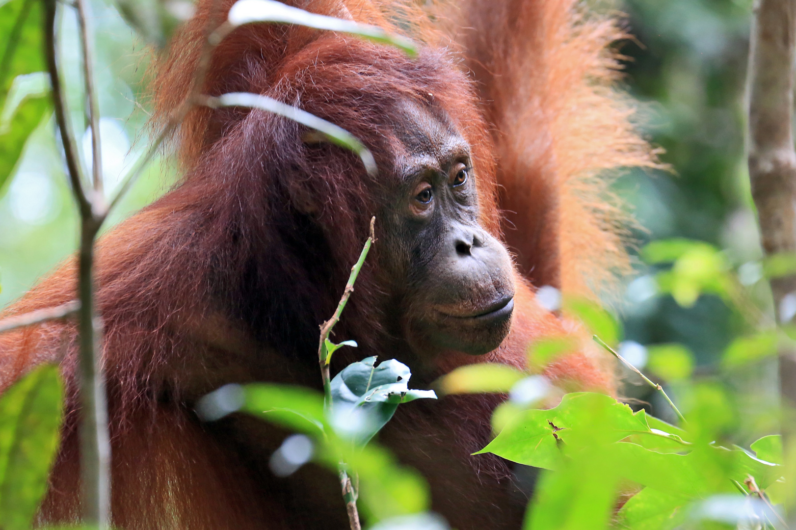 Borneo