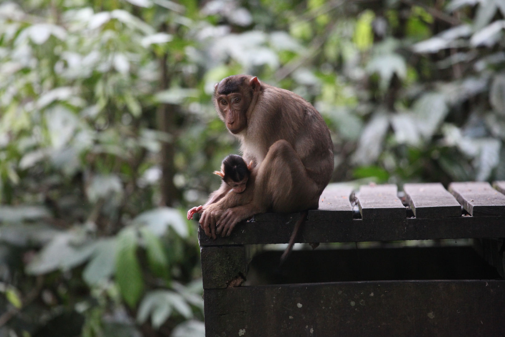 Borneo