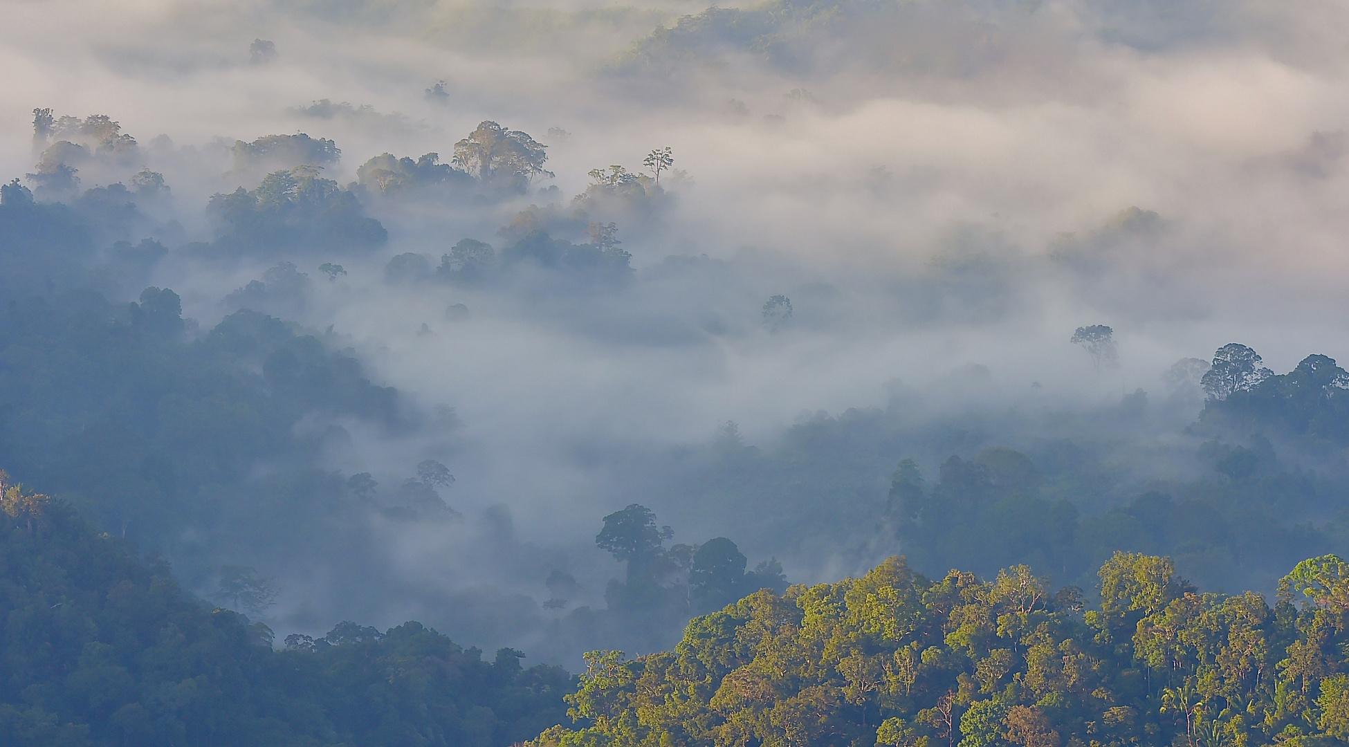 Borneo