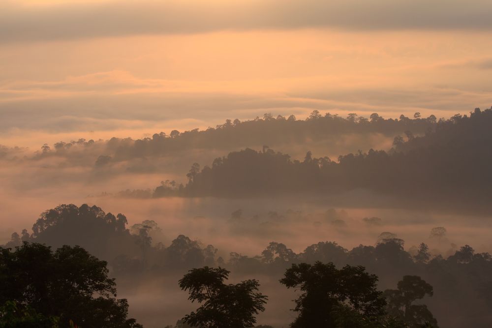 Borneo