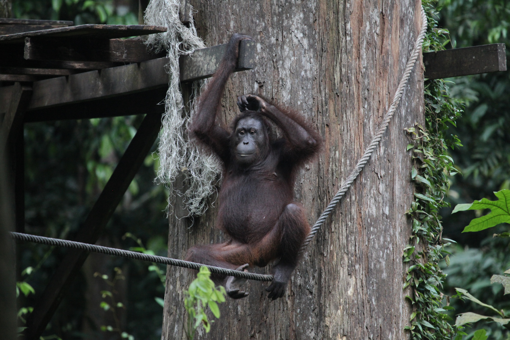 Borneo-Affe