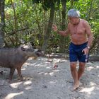 Borneo Bartschwein aus dem Tropischen Regenwald von Borneo