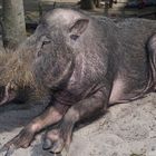 Borneo Bartschwein Aus Dem Tropischen Regenwald Von BorneoDSC_9127 (1)