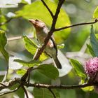 Borneo-Braunbartvogel