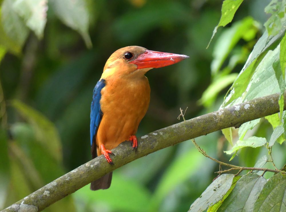 Borneo-Eisvogel