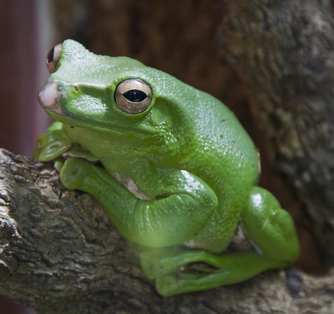 Borneo-Flugfrosch