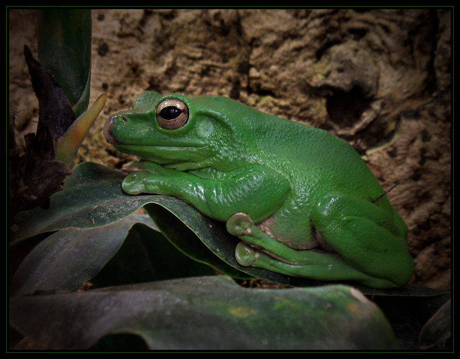 Borneo-Flugfrosch