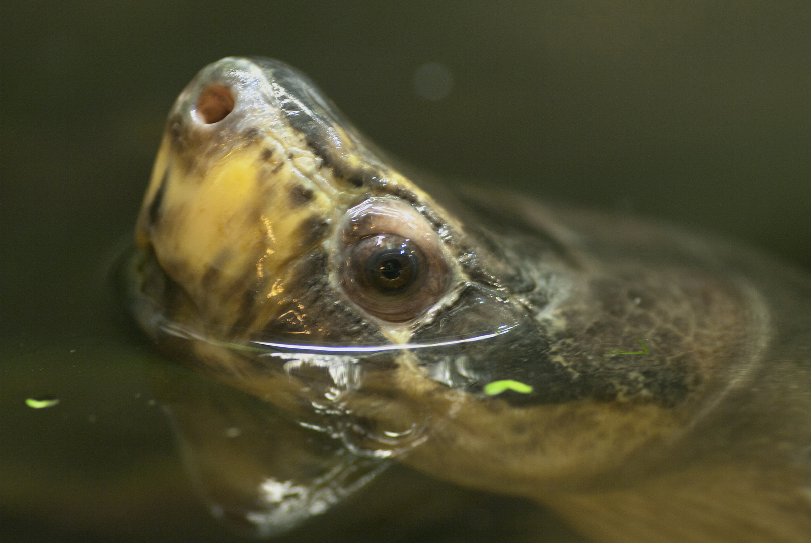 Borneo-Flußschildkröte - fotografiert in der Reptiliensammlung von Neu-Ulm