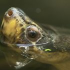 Borneo-Flußschildkröte - fotografiert in der Reptiliensammlung von Neu-Ulm