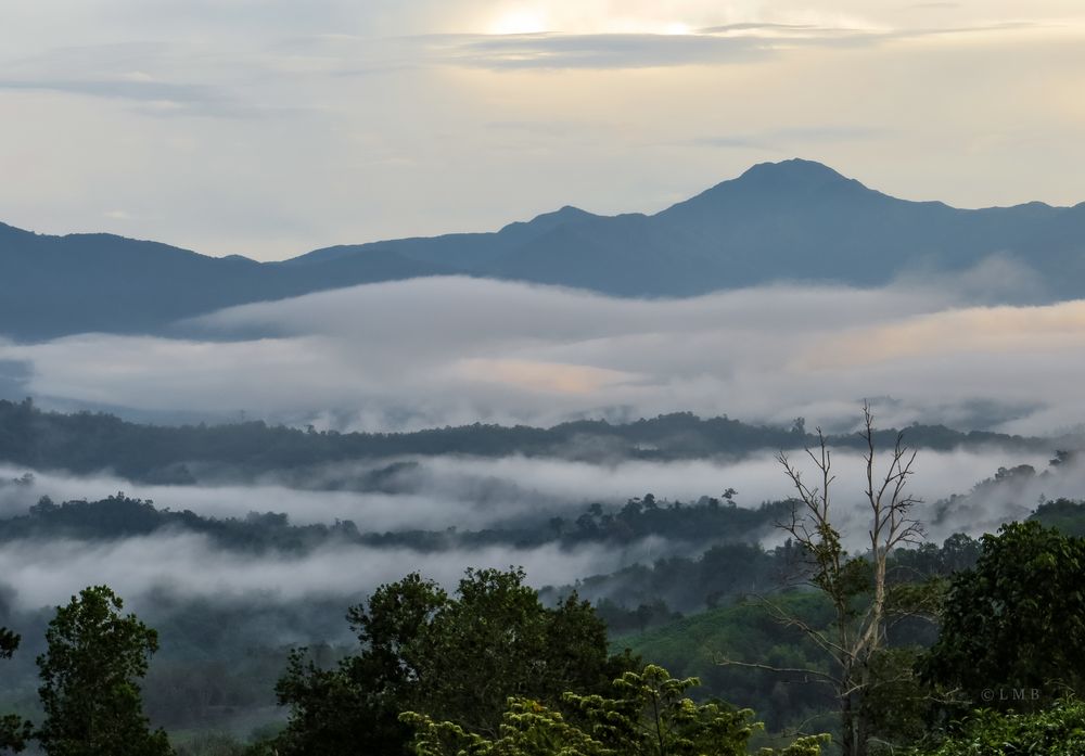 Borneo im Morgennebel