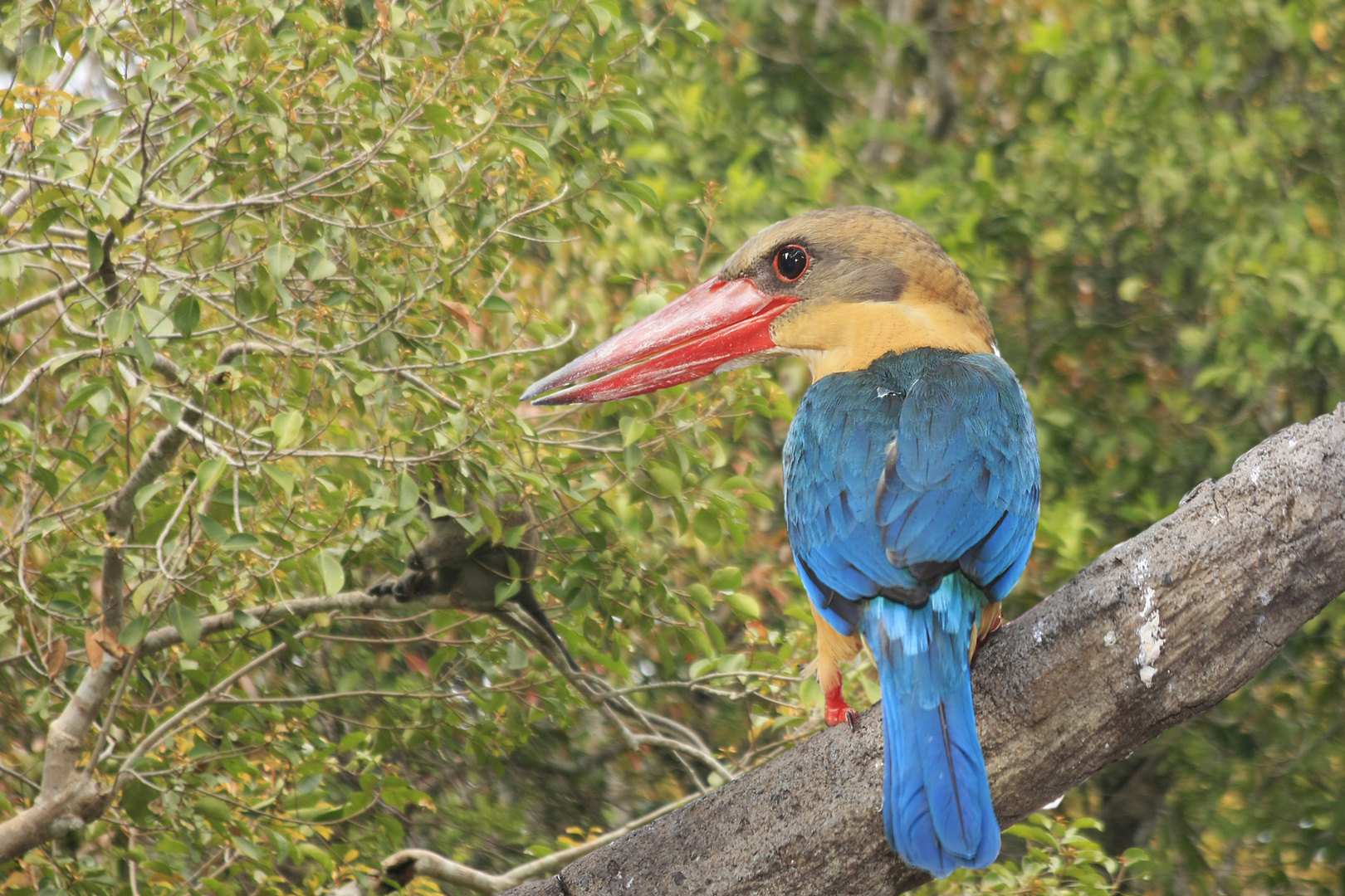 Borneo Kingfisher