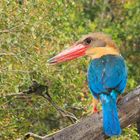 Borneo Kingfisher