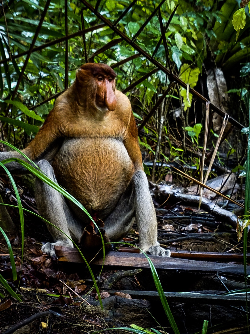 Borneo Nasenaffe