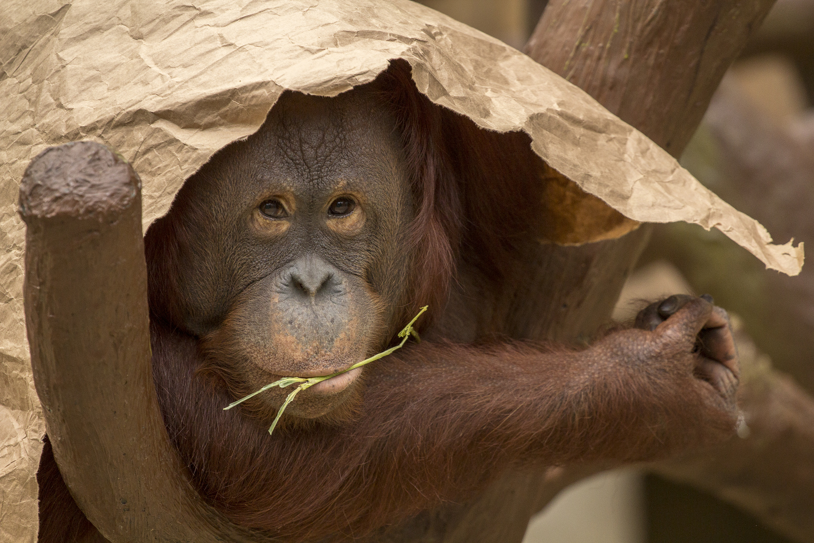 Borneo-Orang-Utan 046