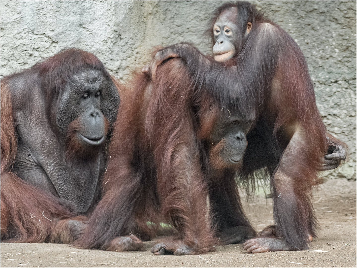 Borneo-Orang-Utan