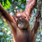 Borneo-Orang-Utan