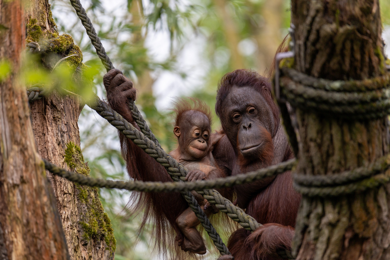 Borneo-Orang-Utan