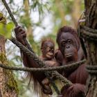 Borneo-Orang-Utan