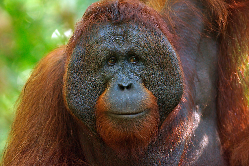 Borneo Orang  Utan Foto  Bild tiere wildlife 
