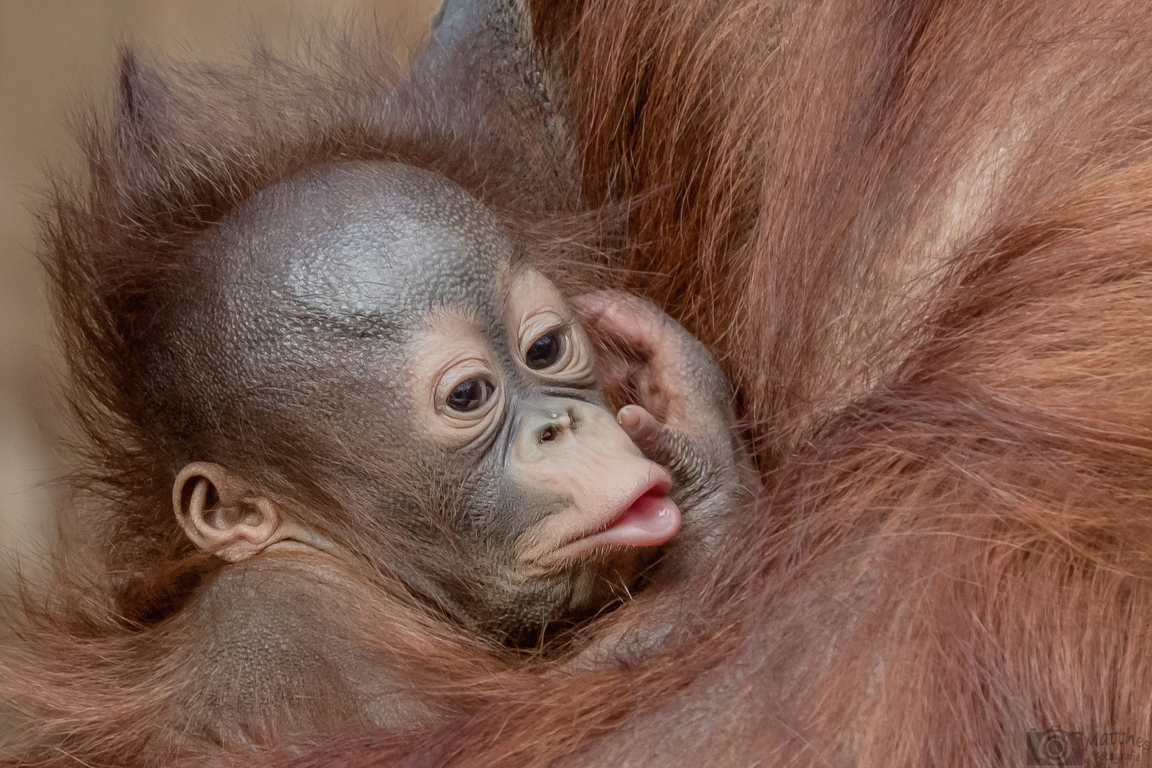 Borneo-Orang-Utan