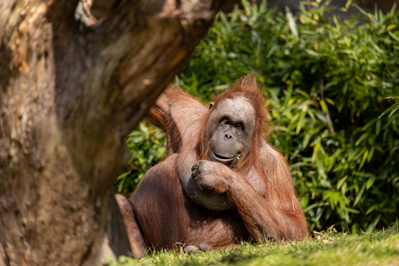 Borneo-Orang-Utan