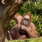 Borneo-Orang-Utan