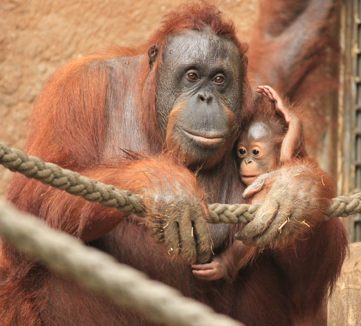 Borneo-Orang-Utan Allwetterzoo Münster