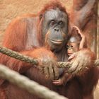 Borneo-Orang-Utan Allwetterzoo Münster