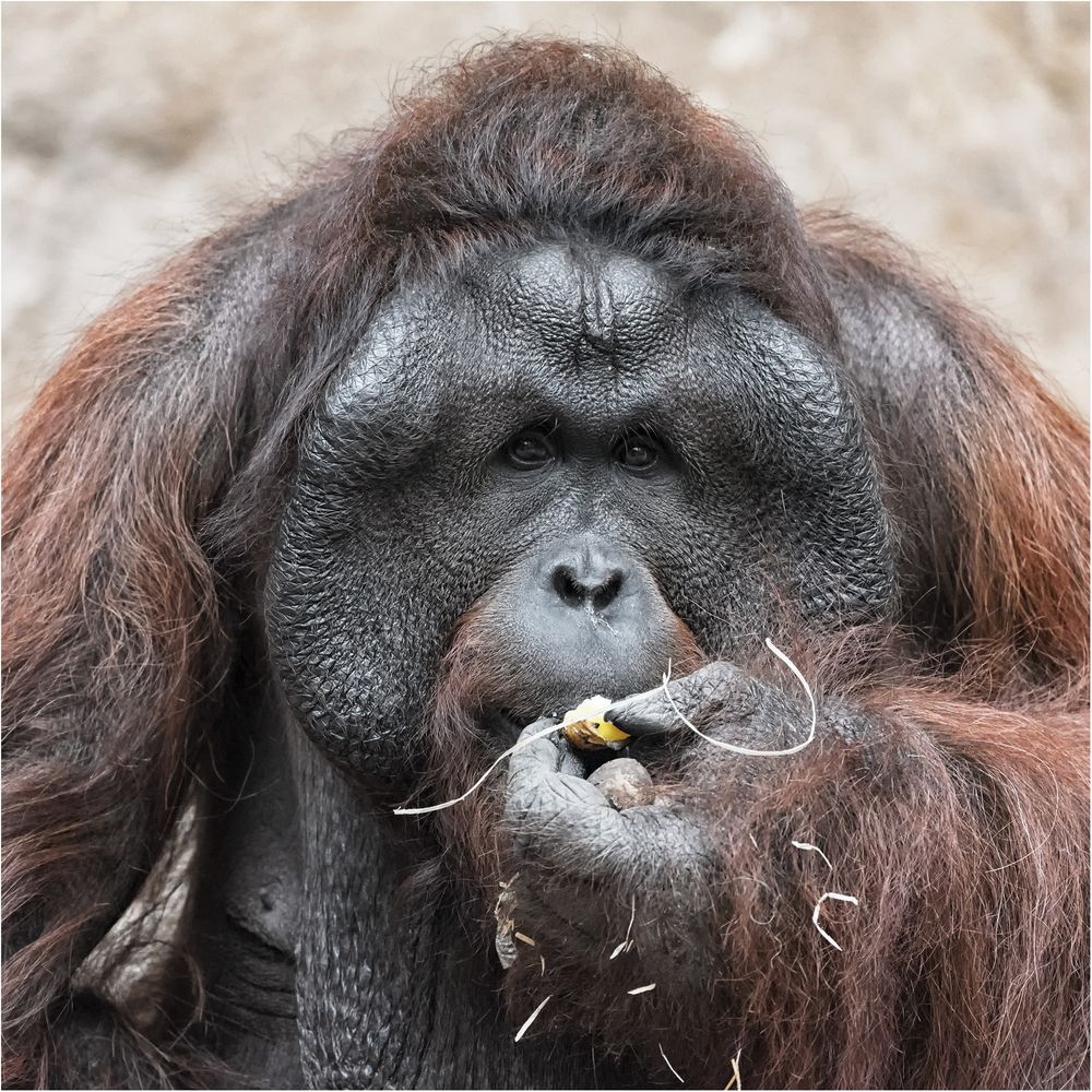 Borneo Orang  Utan Foto  Bild natur portrait portr t 