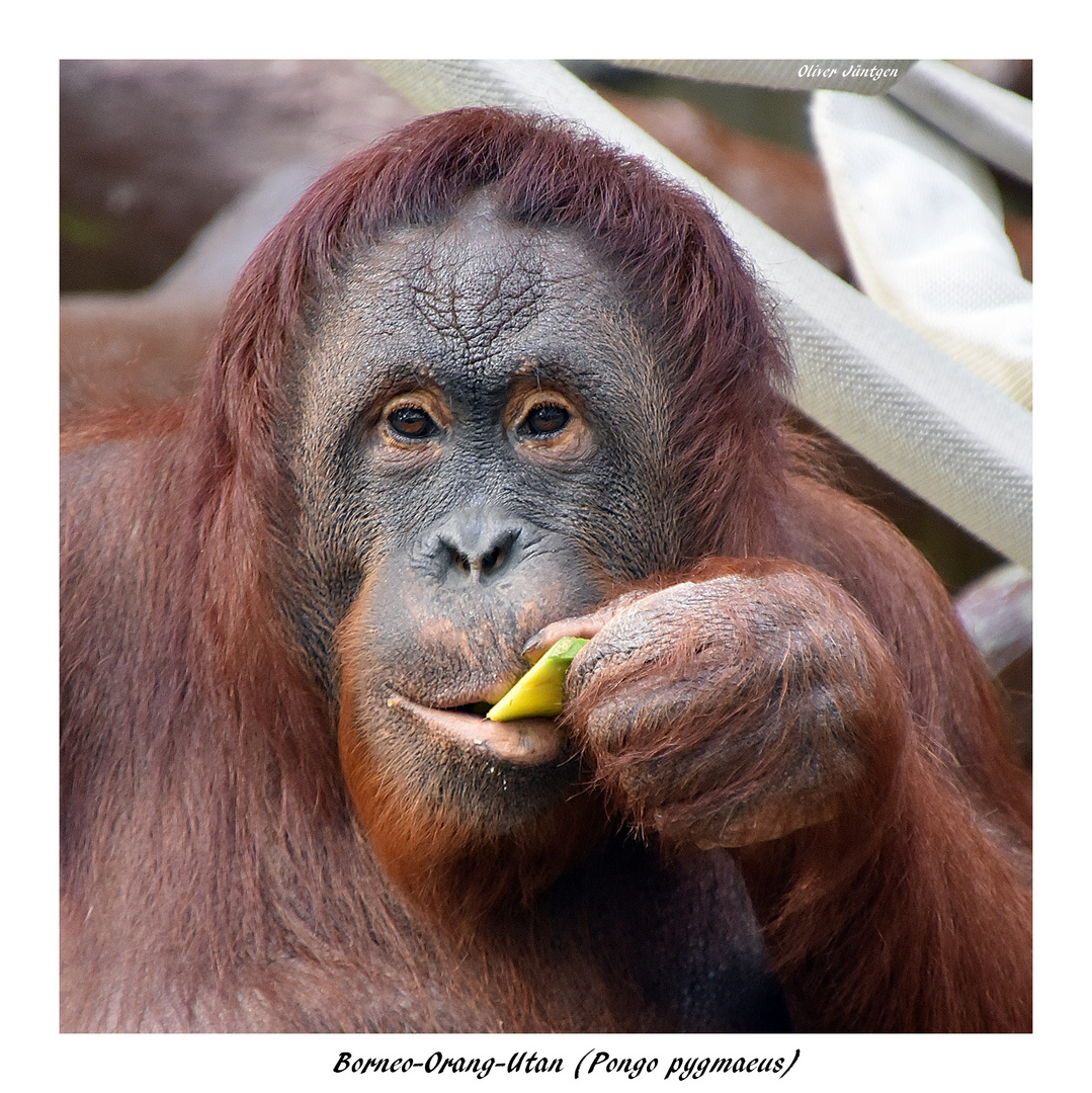 Borneo-Orang-Utan