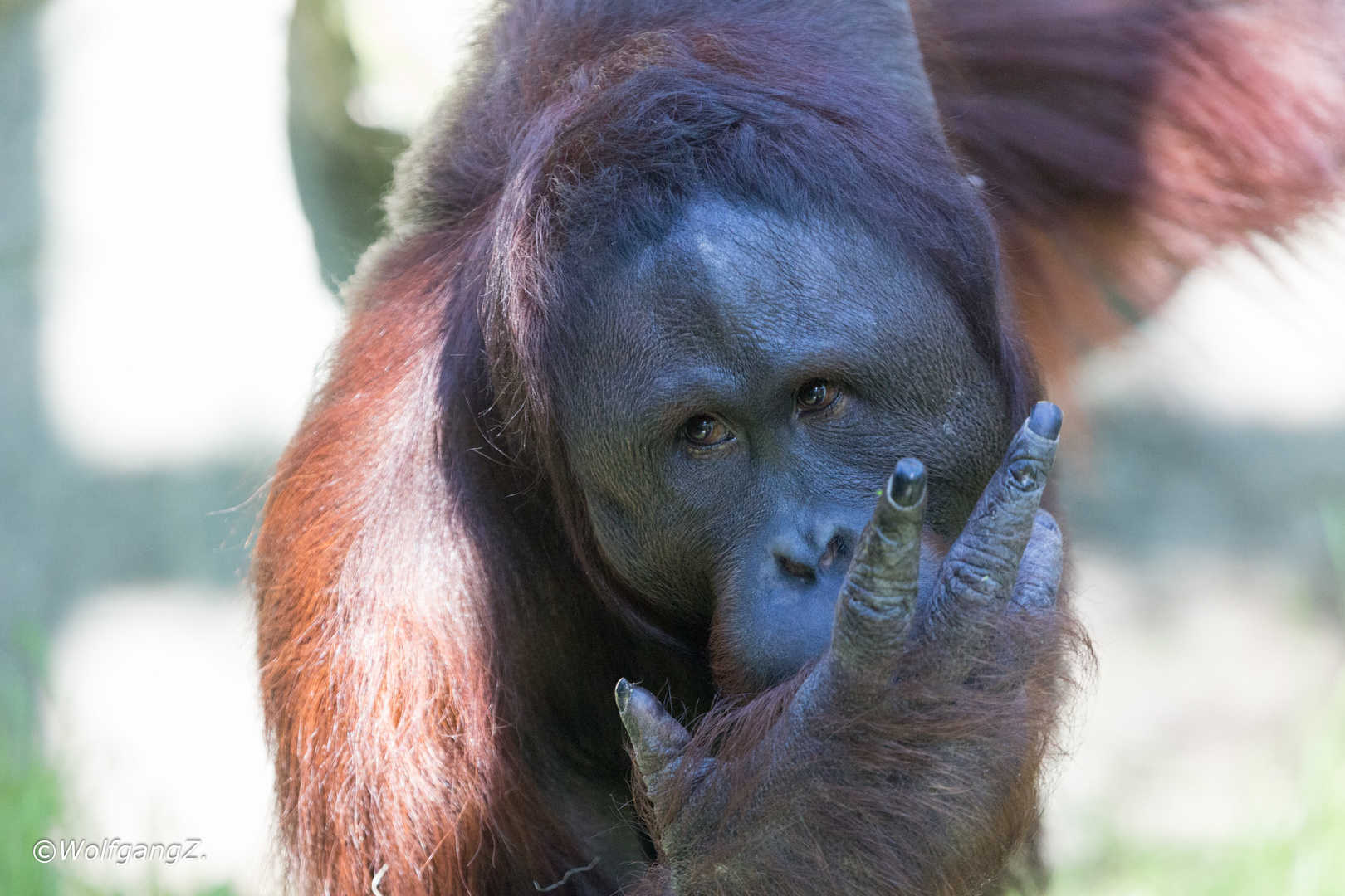 Borneo-Orang-Utan