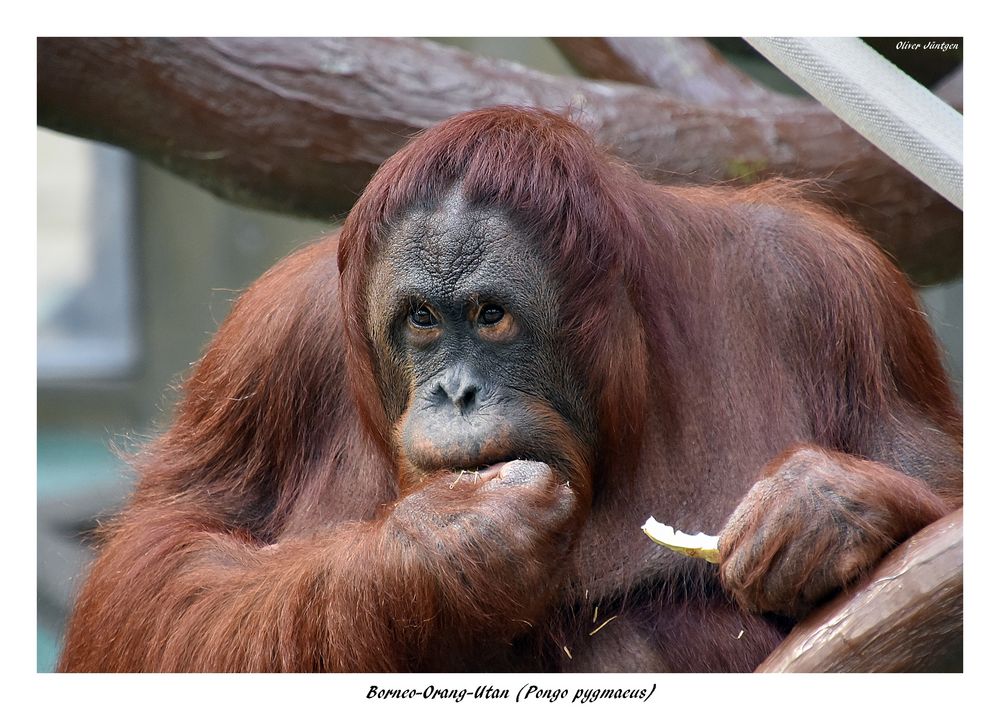 Borneo Orang  Utan  Foto  Bild tiere zoo wildpark 