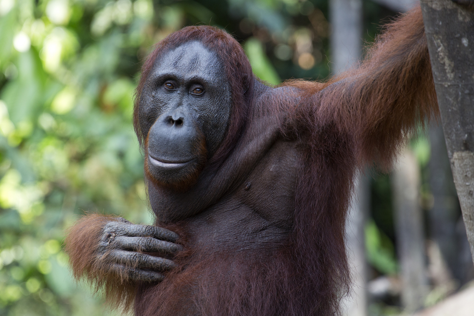 Borneo Orang Utan in Freiheit