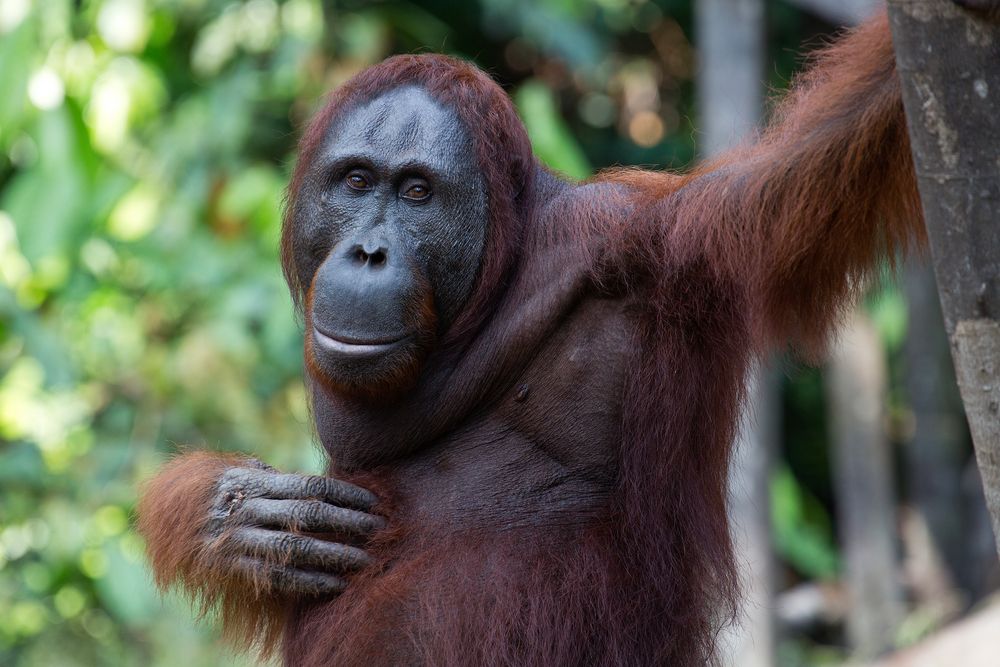 Borneo Orang Utan in Freiheit