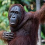 Borneo Orang Utan in Freiheit