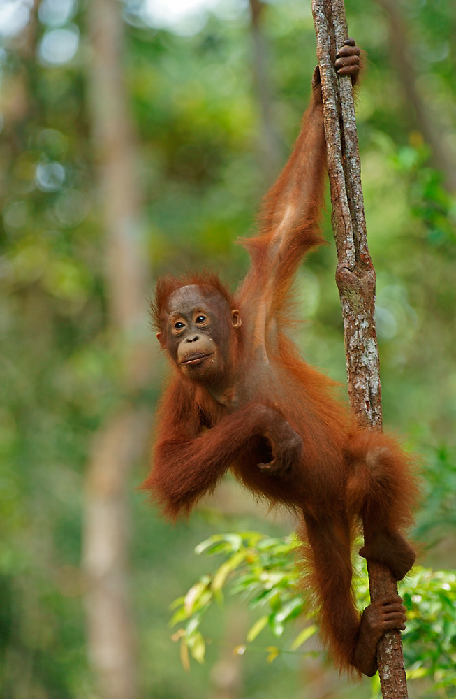 Borneo Orang Utan Jungtier Foto Bild Tiere Wildlife Saugetiere Bilder Auf Fotocommunity
