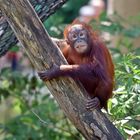 Borneo-Orang-Utan (Pongo pygmaeus)