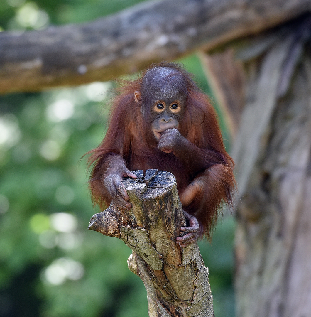 Borneo-Orang-Utan (Pongo pygmaeus) 