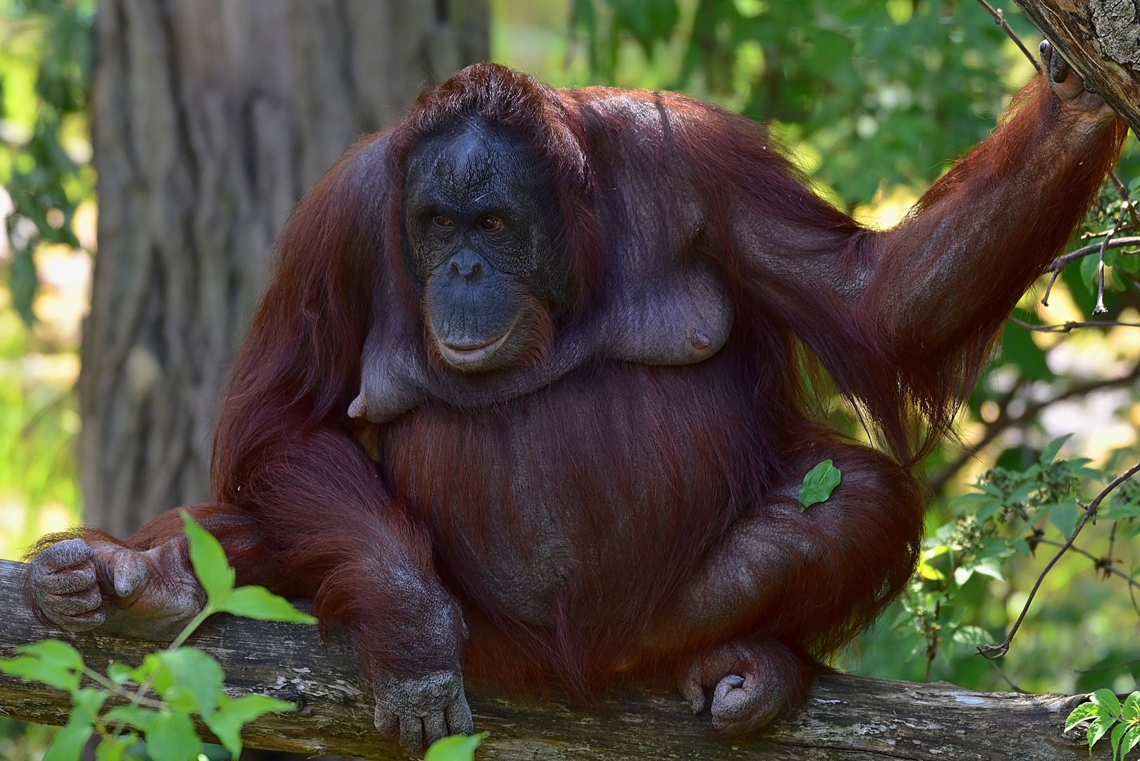 Borneo-Orang-Utan (Pongo pygmaeus)