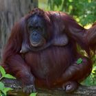 Borneo-Orang-Utan (Pongo pygmaeus)