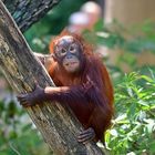 Borneo-Orang-Utan (Pongo pygmaeus)