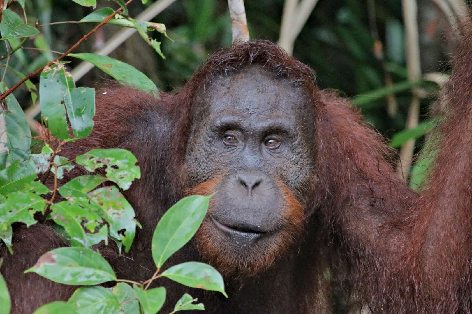 Borneo-Orang-Utan (Pongo pygmaeus)