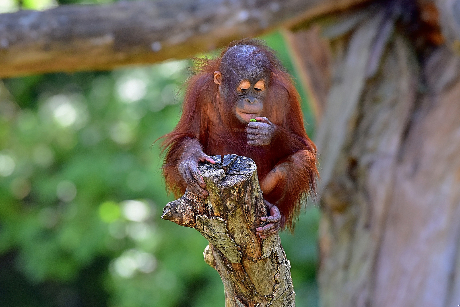 Borneo-Orang-Utan (Pongo pygmaeus)