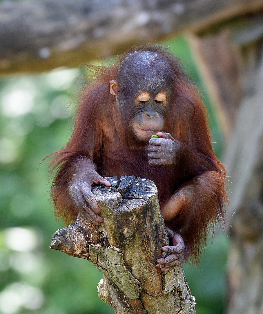 Borneo Orang Utan Pongo pygmaeus Foto Bild tiere Borneo Orang Utan Pongo pygmaeus Foto Bild tiere