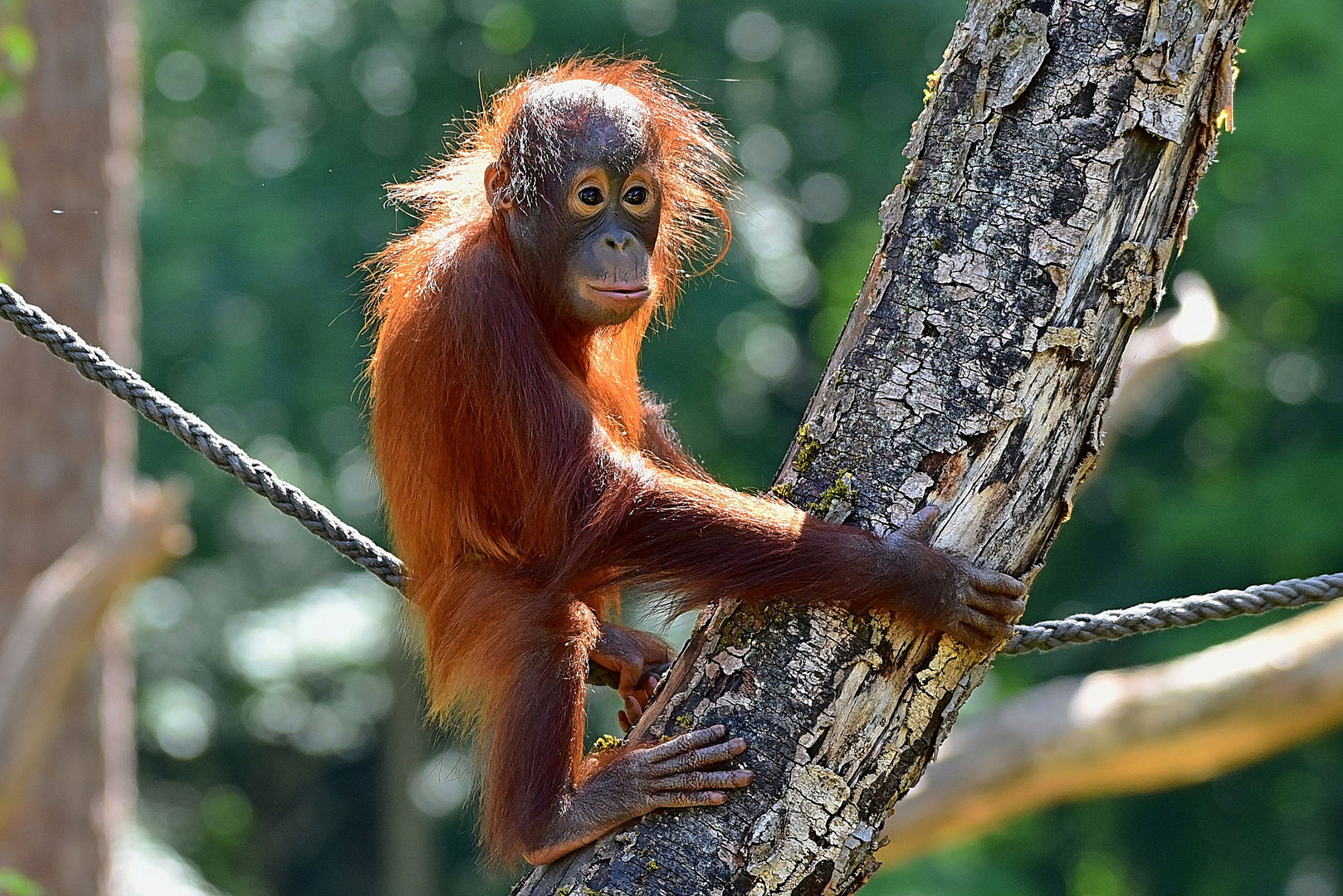 Borneo-Orang-Utan (Pongo pygmaeus)