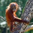 Borneo-Orang-Utan (Pongo pygmaeus)