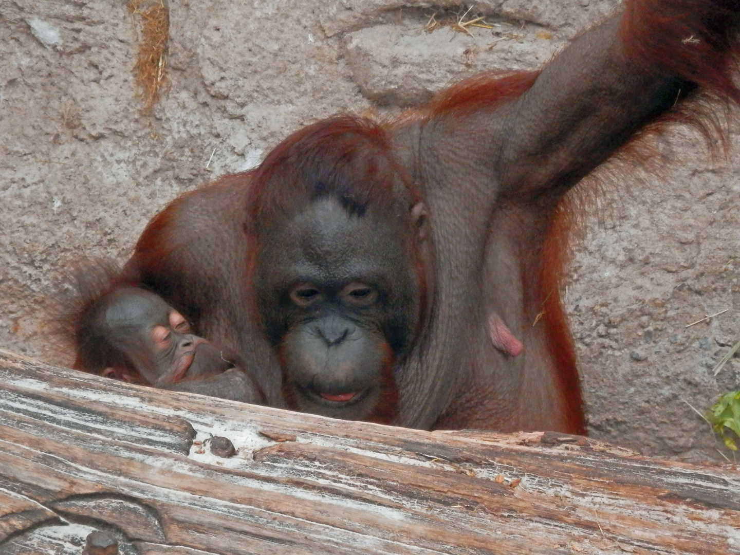 Borneo-Orang-Utan (Pongo pygmaeus) - Bin ich müde, Mama !