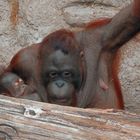 Borneo-Orang-Utan (Pongo pygmaeus) - Bin ich müde, Mama !