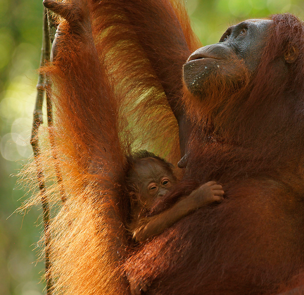 Borneo-Orang-Utan Weibchen mit Jungtier